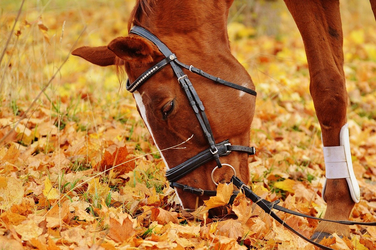 Horseback riding